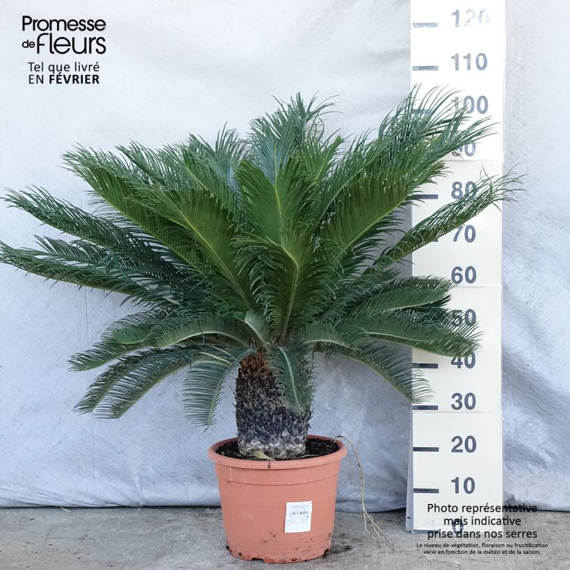 Cycas revoluta - Sagú Maceta 7,5L/10L Ejemplar entregado en invierno