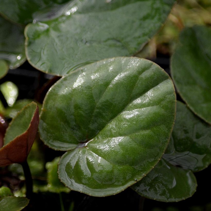 Cyclamen coum Album (Follaje)