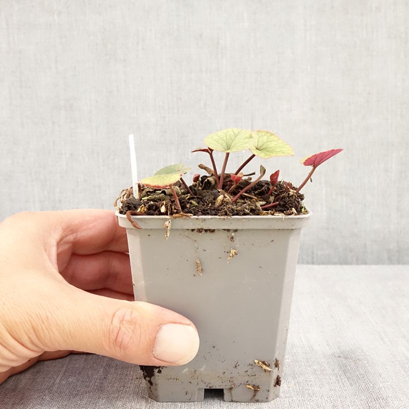 Ejemplar de Cyclamen coum White Green Maceta de 8/9 cm entregado en verano