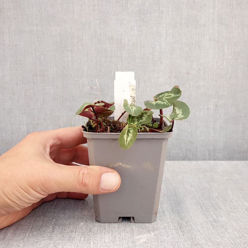 Ejemplar de Cyclamen coum Pink Marbel Maceta de 8/9 cm entregado en otoño