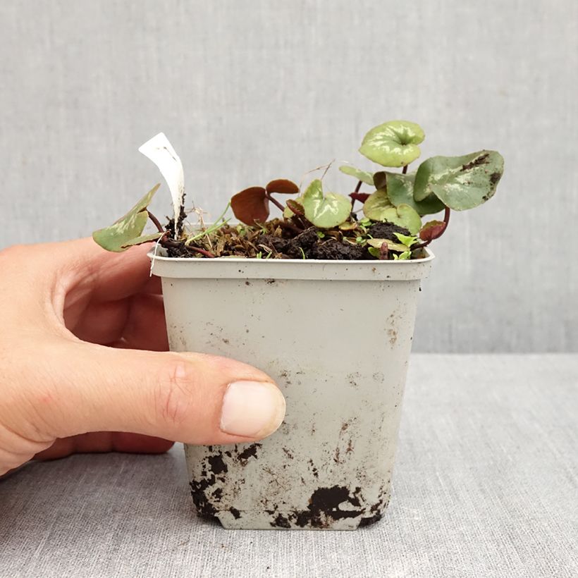 Ejemplar de Cyclamen coum Pink Marbel Maceta de 8/9 cm entregado en verano