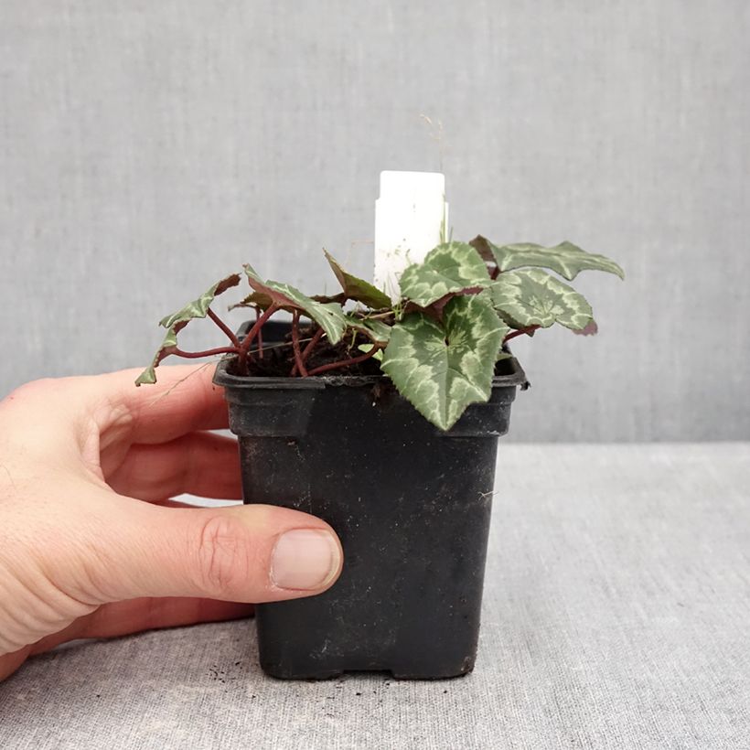 Cyclamen coum Pink Marbel Maceta de 8/9 cm Ejemplar entregado en invierno