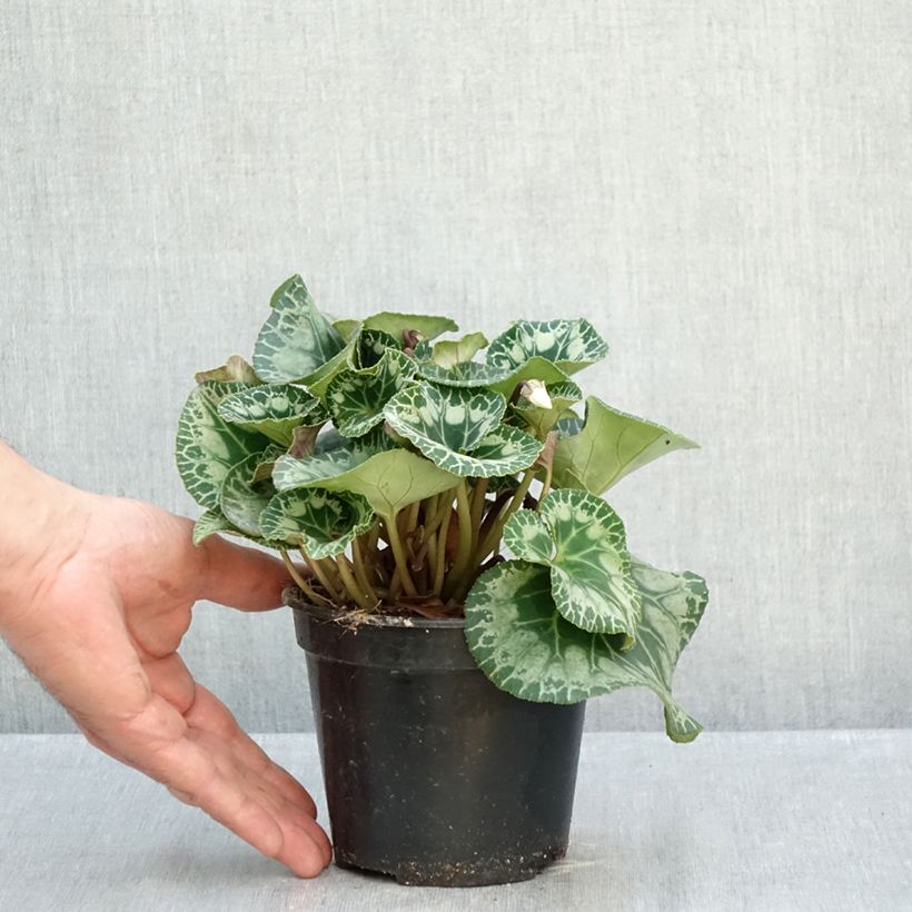 Ejemplar de Cyclamen persicum blanco Maceta 1,5L/2L entregado en otoño