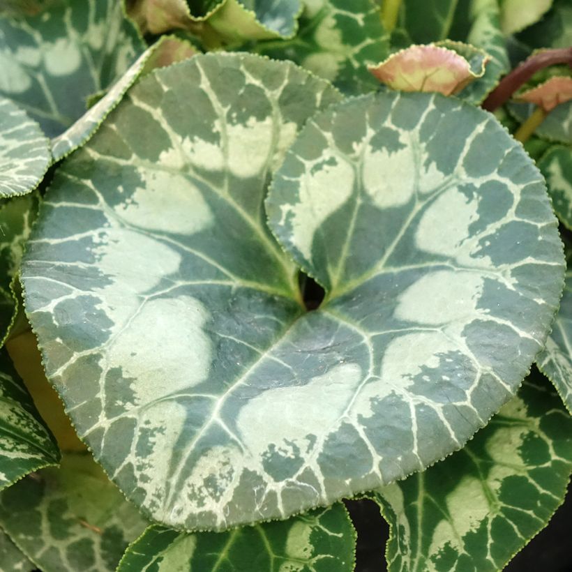 Cyclamen persicum blanco (Follaje)