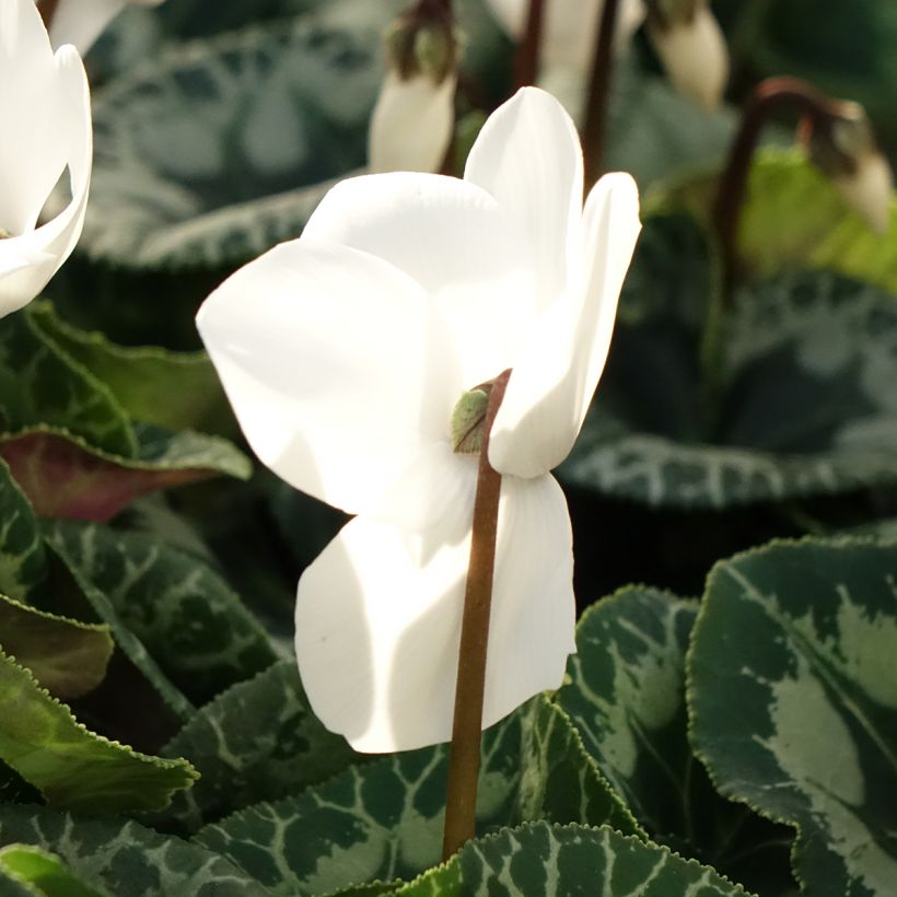 Cyclamen persicum blanco (Floración)