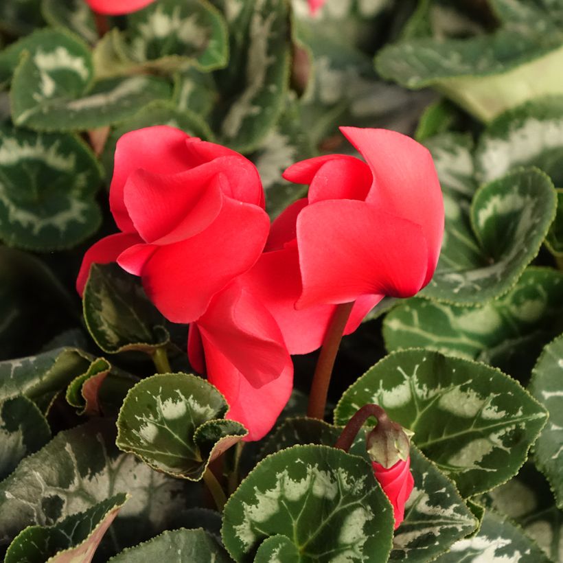 Cyclamen persicum rojo (Floración)
