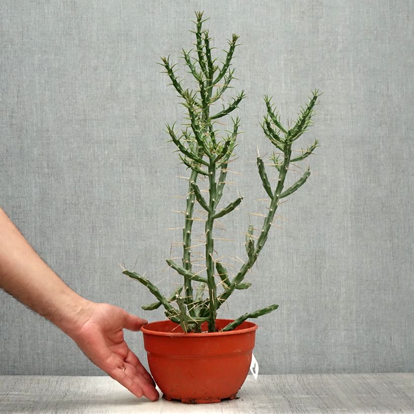 Ejemplar de Cylindropuntia kleiniae Maceta 2L/3L entregado en verano