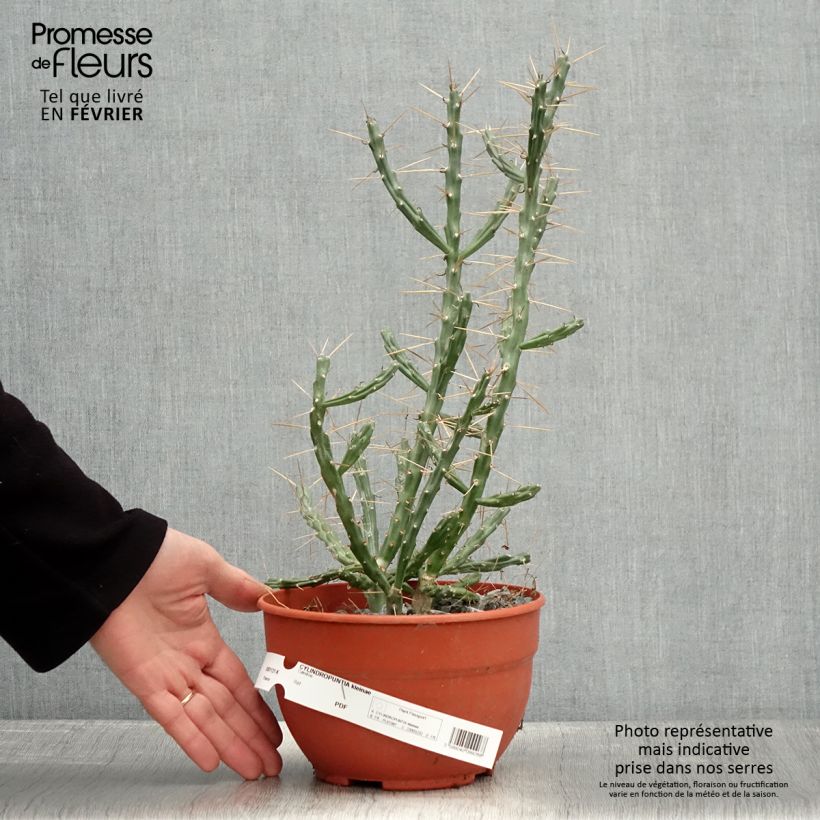 Cylindropuntia kleiniae Maceta 2L/3L Ejemplar entregado en invierno