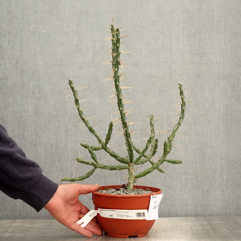 Cylindropuntia kleiniae Maceta 2L/3L Ejemplar entregado en la primavera