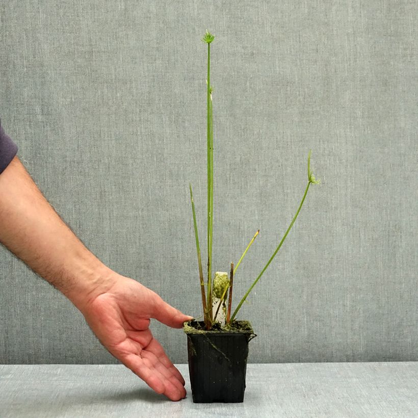 Ejemplar de Cyperus haspan - Papiro Maceta de 8/9 cm entregado en verano