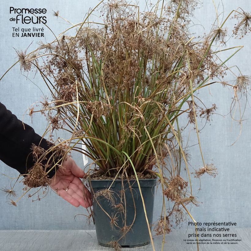 Cyperus papyrus Cleopatra - Papiro Maceta 3L/4L Ejemplar entregado en invierno