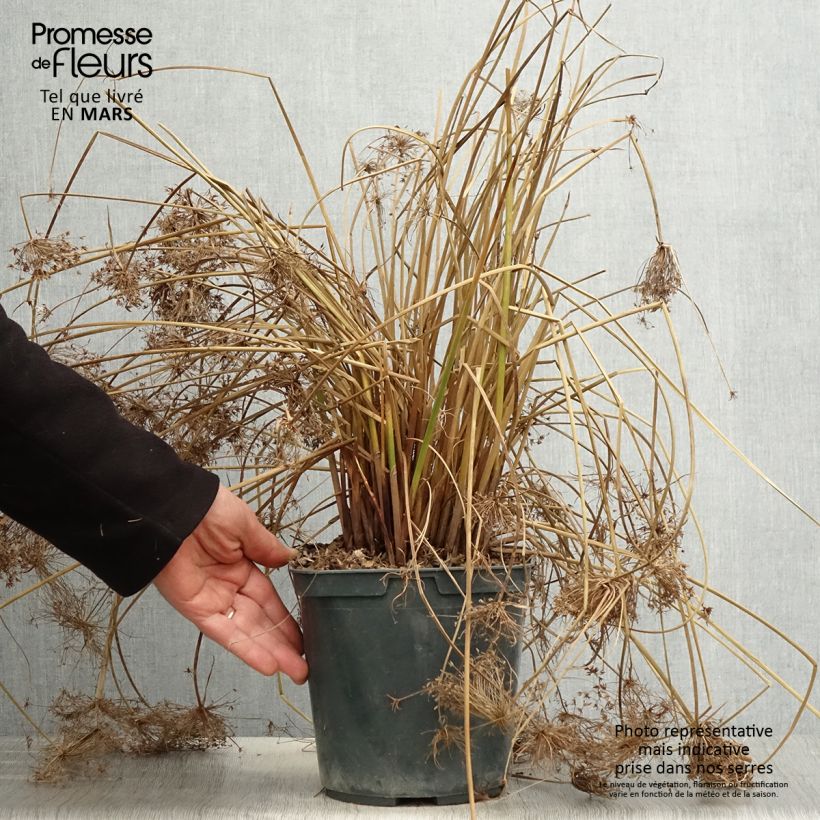 Cyperus papyrus Cleopatra - Papiro Maceta 3L/4L Ejemplar entregado en la primavera