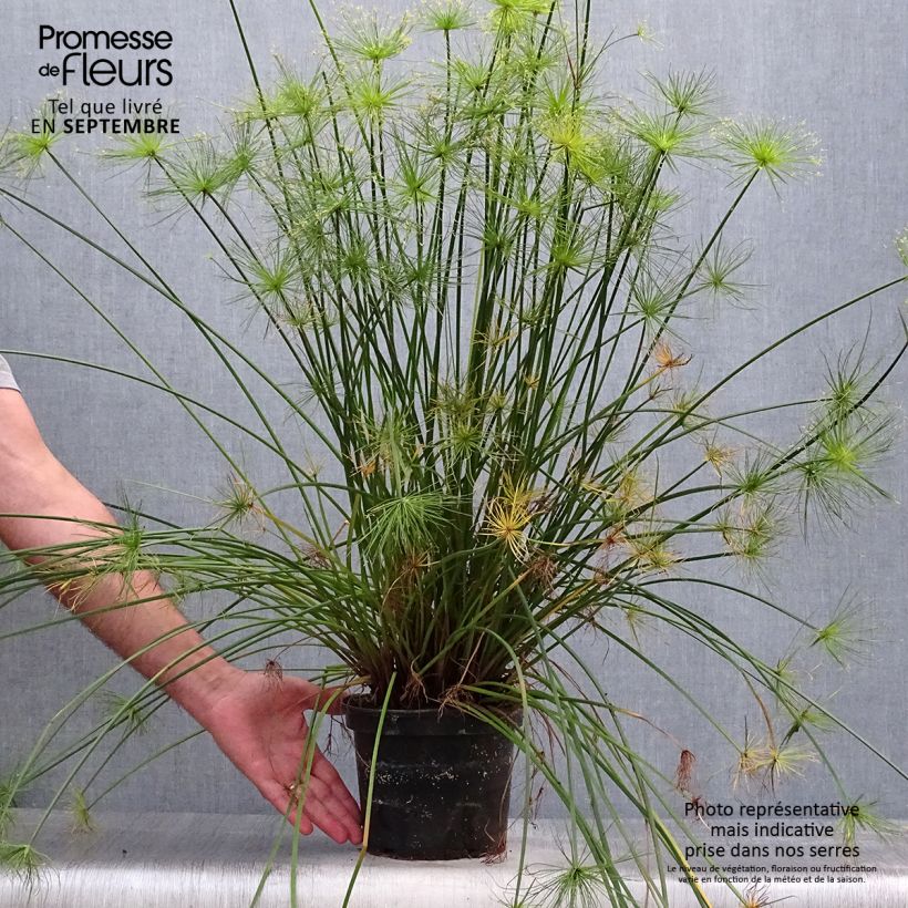Ejemplar de Cyperus prolifer - Papiro enano Maceta 3L/4L entregado en otoño