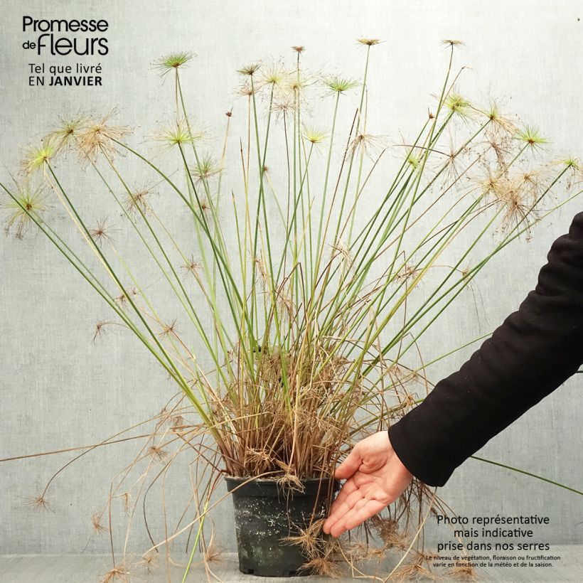 Cyperus prolifer - Papiro enano Maceta 3L/4L Ejemplar entregado en invierno