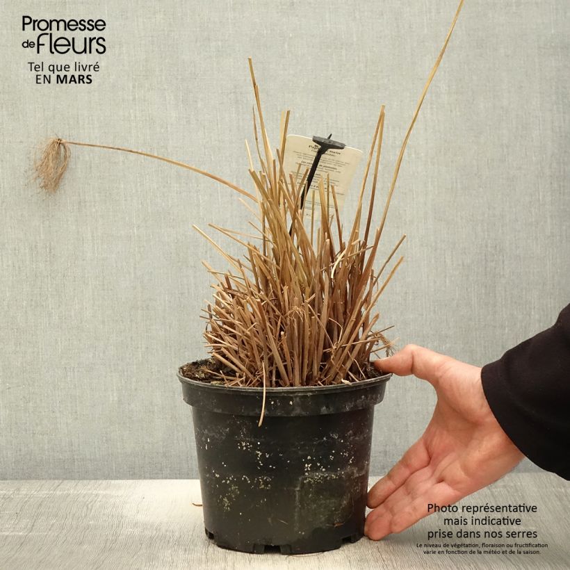 Cyperus prolifer - Papiro enano Maceta 3L/4L Ejemplar entregado en la primavera