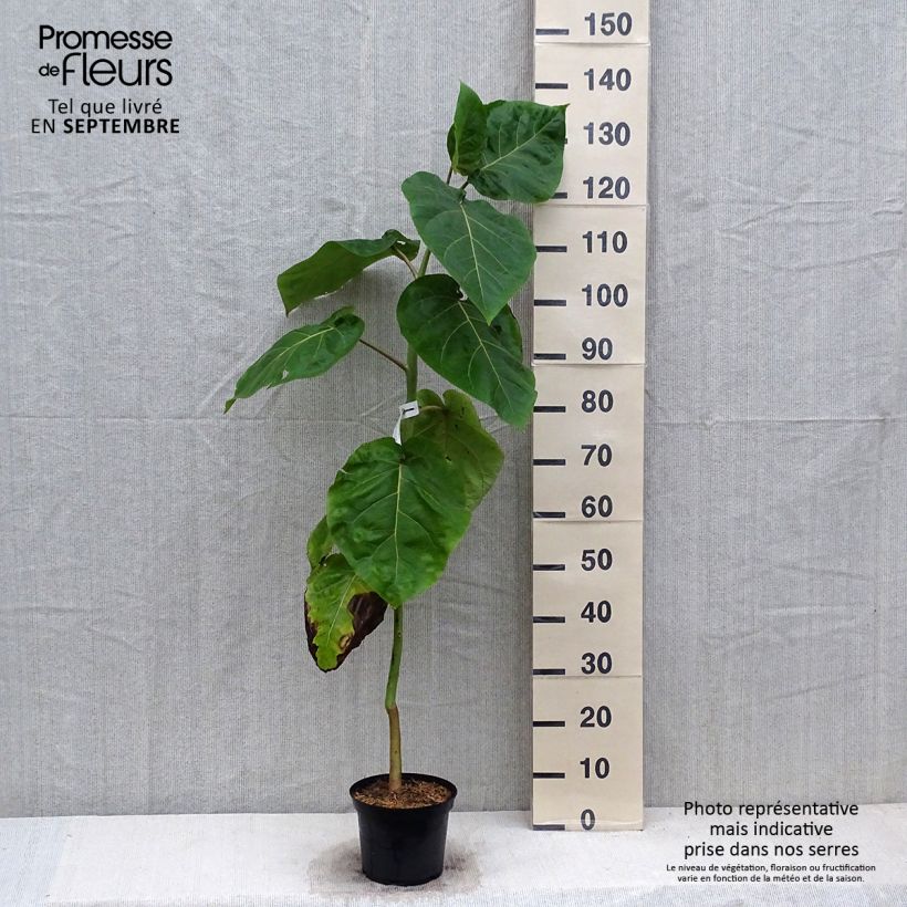 Ejemplar de Árbol de los tomates Red - Cyphomandra betacea Maceta 3L/4L entregado en otoño