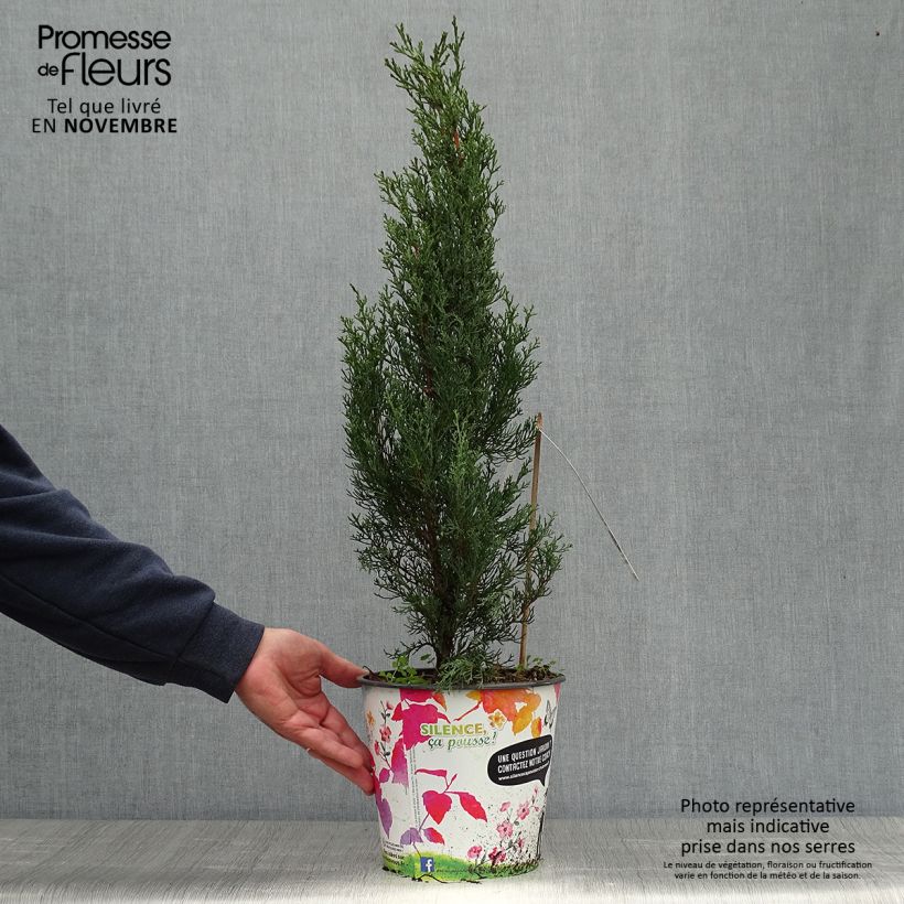 Ejemplar de Cupressus sempervirens Garda - Ciprés común Maceta 4L/5L entregado en otoño