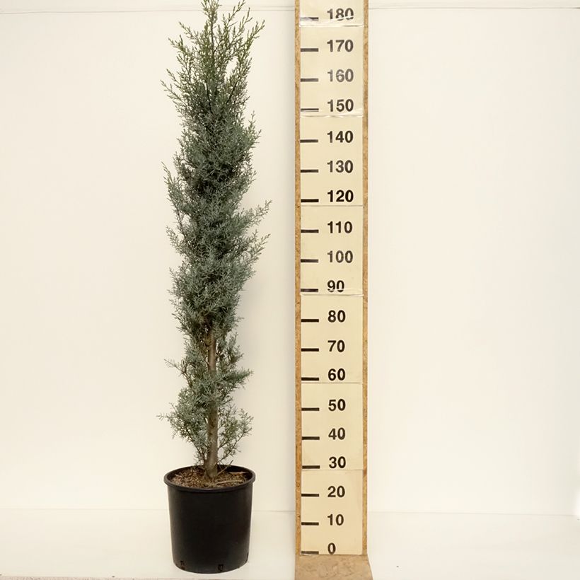 Ejemplar de Cupressus arizonica Fastigiata - Ciprés de Arizona Maceta 18L/20L entregado en otoño