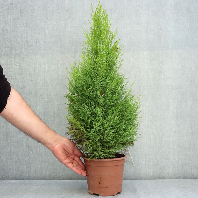 Ejemplar de Cupressus macrocarpa Wilma - Ciprés de Monterre Maceta 2L/3L entregado en verano