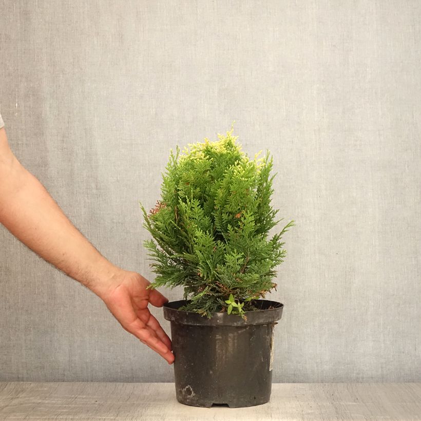 Ejemplar de Chamaecyparis lawsoniana Pygmaea Argentea Maceta 4L/5L entregado en verano