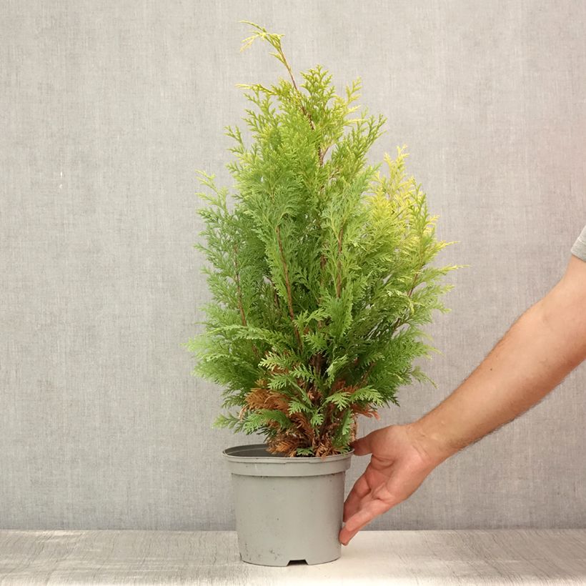 Ejemplar de Chamaecyparis lawsoniana Stardust Maceta 2L/3L entregado en verano