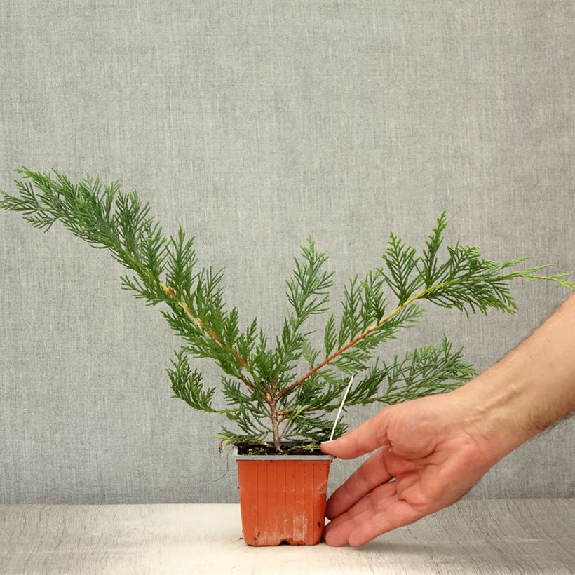 Ejemplar de Ciprés leylandii - Cupressocyparis Maceta de 8/9 cm entregado en verano