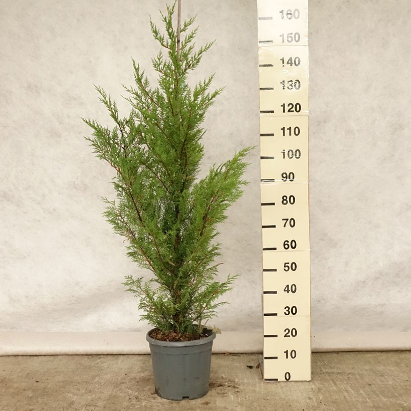 Ejemplar de Ciprés leylandii - Cupressocyparis Maceta 6L/7L entregado en verano