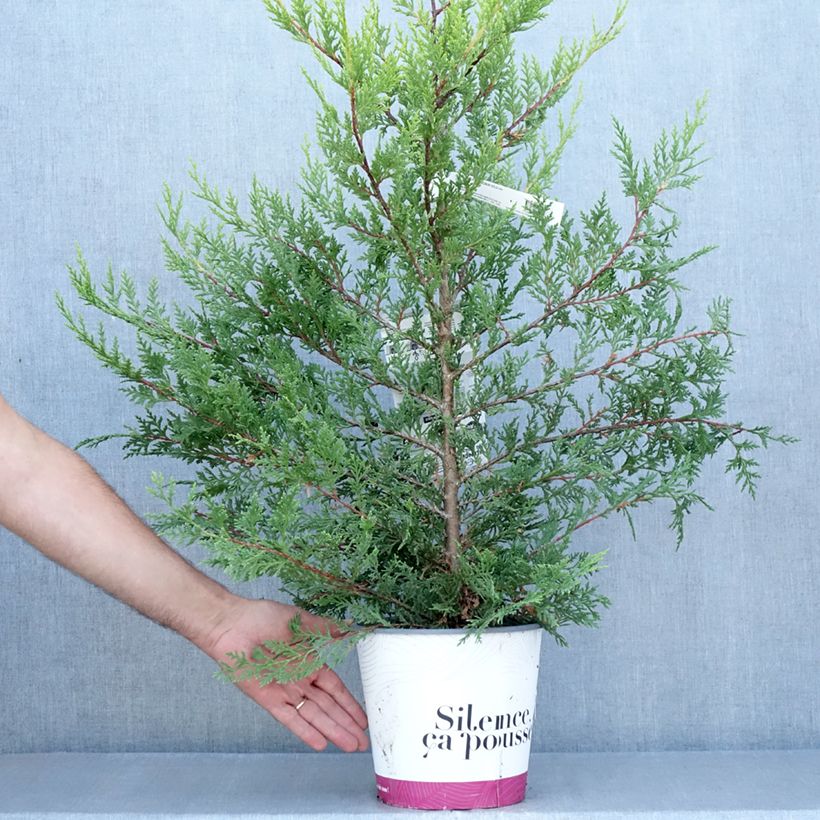 Ejemplar de Ciprés leylandii Excalibur Gold - Cupressocyparis Maceta 4L/5L entregado en verano
