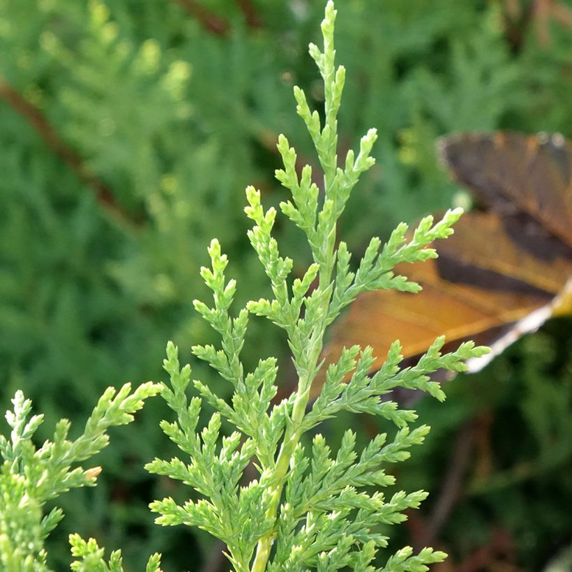 Ciprés leylandii Excalibur Gold - Cupressocyparis (Follaje)
