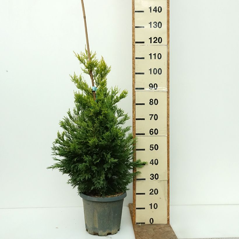 Ejemplar de Ciprés leylandii Gold Rider - Cupressocyparis Maceta 6L/7L entregado en otoño