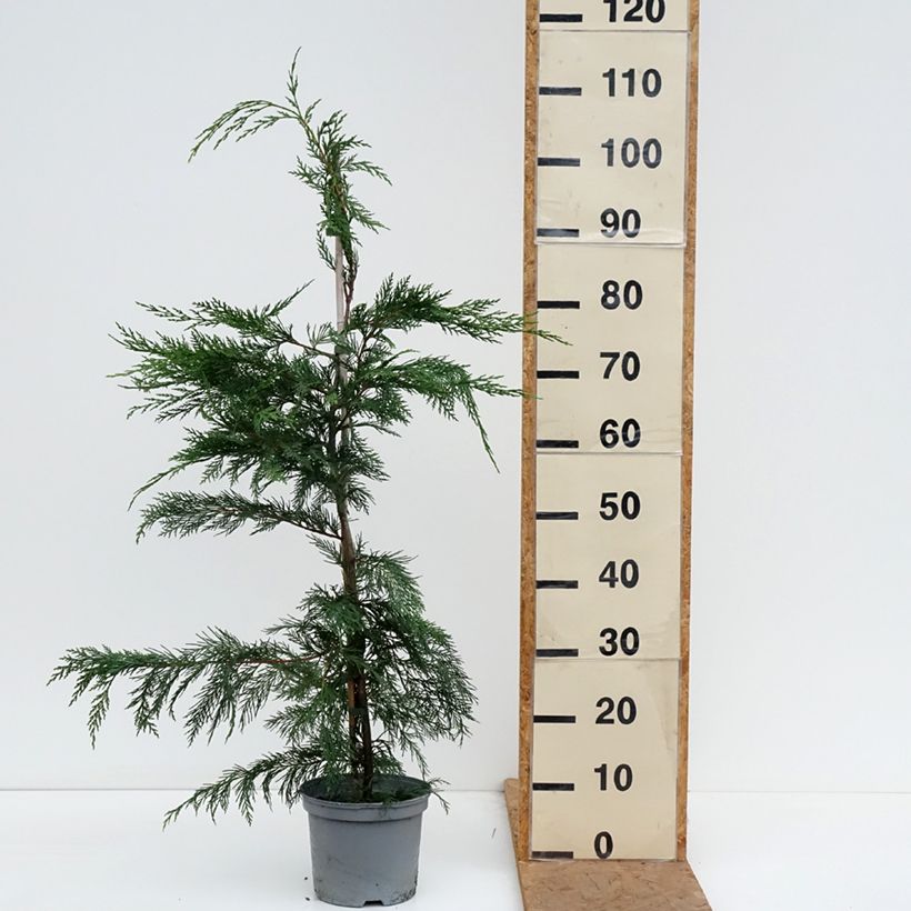 Ejemplar de Ciprés leylandii - Cupressocyparis Maceta 4L/5L entregado en otoño