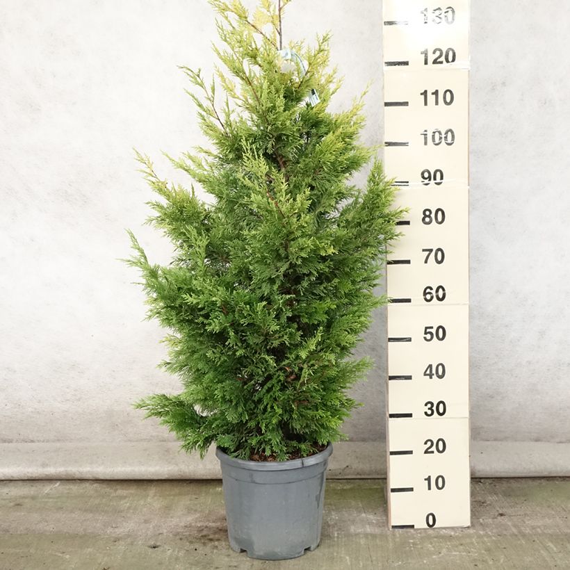 Ejemplar de Ciprés leylandii Gold Rider - Cupressocyparis Maceta 6L/7L entregado en verano