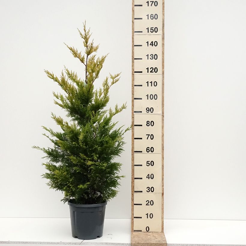 Ciprés leylandii Gold Rider - Cupressocyparis Maceta 6L/7L Ejemplar entregado en invierno