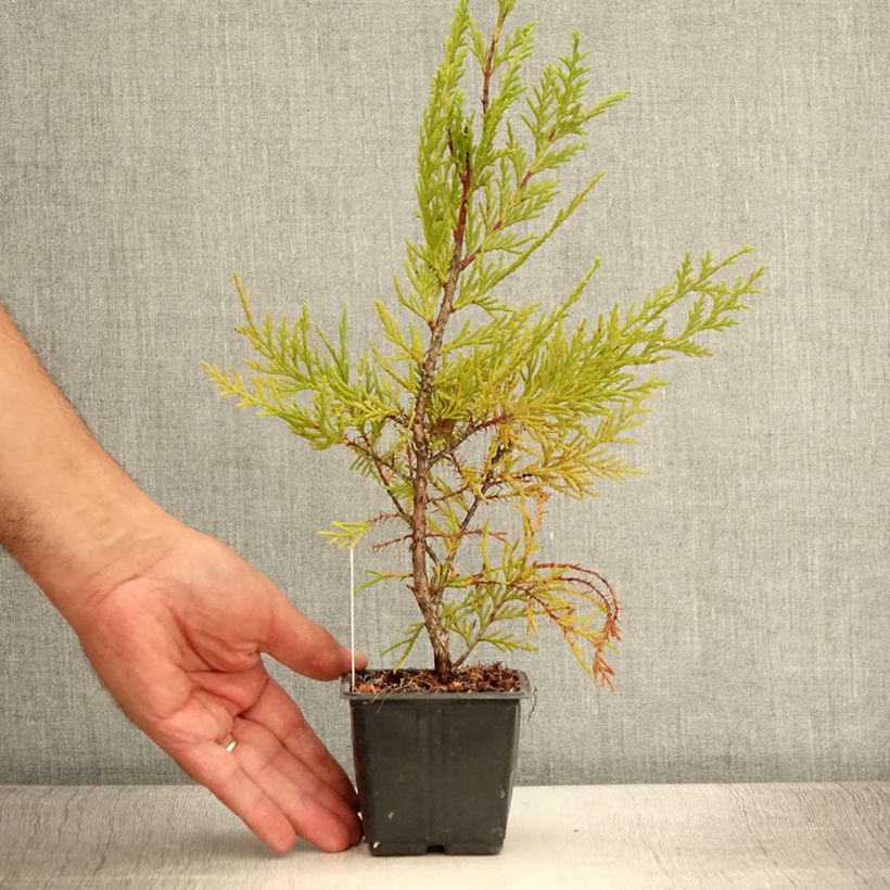 Ejemplar de Ciprés leylandii Oger - Cupressocyparis Maceta de 8/9 cm entregado en verano