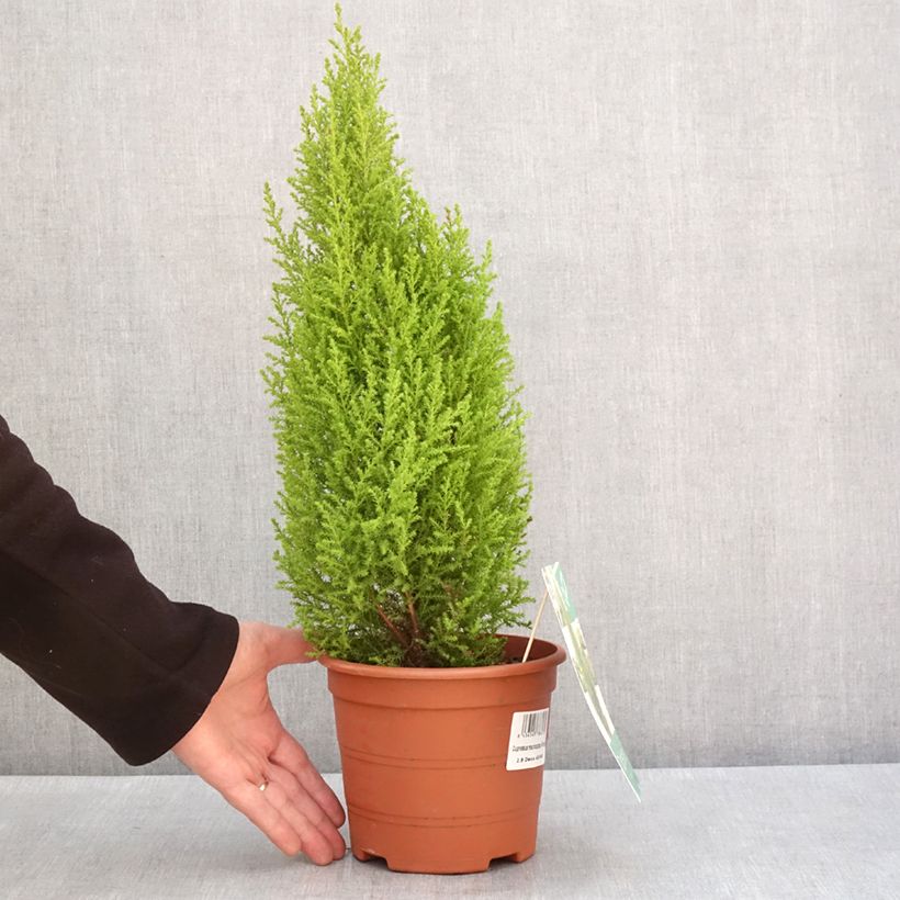 Cupressus macrocarpa Wilma - Ciprés de Monterre Maceta 2L/3L Ejemplar entregado en invierno