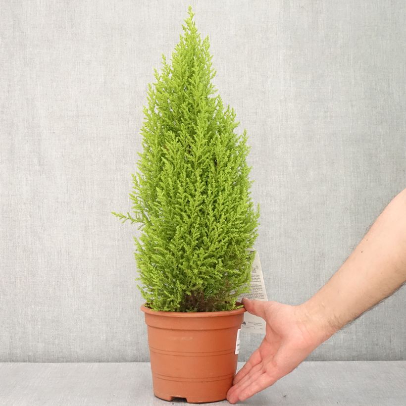 Cyprès de Lambert Wilma - Cupressus macrocarpa Maceta 2L/3L Ejemplar entregado en la primavera