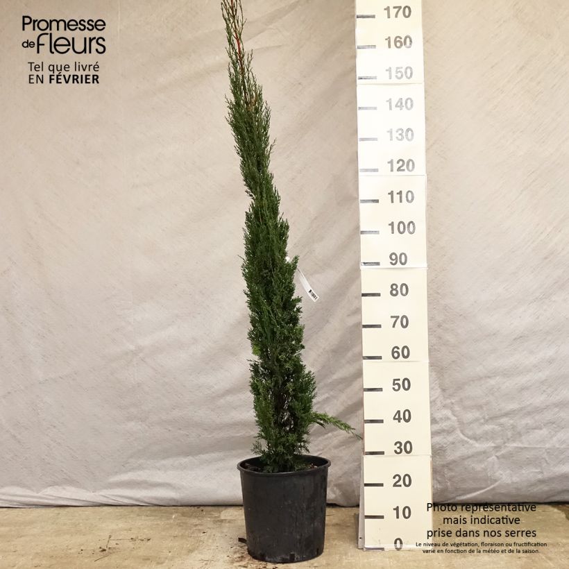 Cupressus sempervirens var. stricta Pyramidalis - Ciprés común Maceta 7,5L/10L Ejemplar entregado en invierno