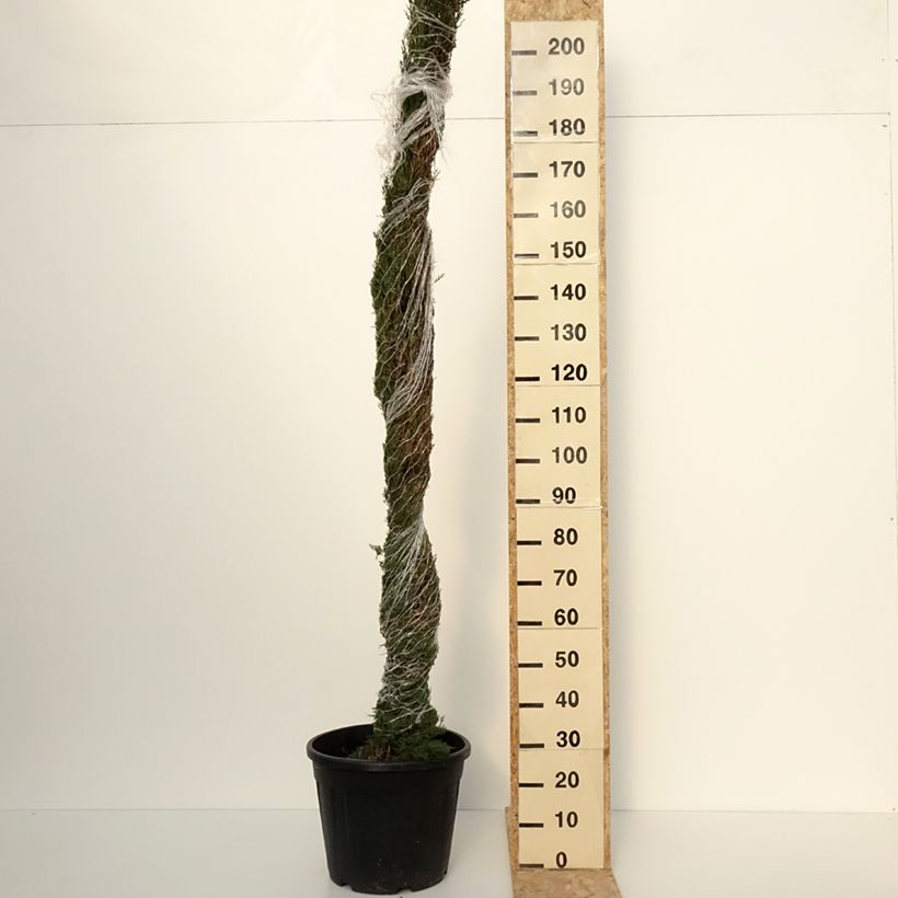 Ejemplar de Cupressus sempervirens var. stricta Pyramidalis - Ciprés común Maceta 30L/35L entregado en otoño