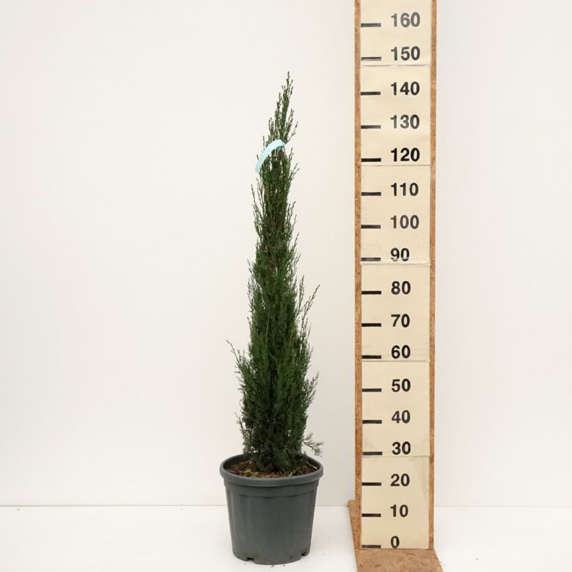 Ejemplar de Cupressus sempervirens var. stricta Pyramidalis - Ciprés común Maceta 7,5L/10L entregado en otoño