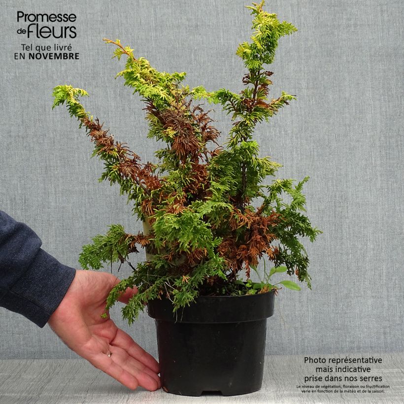 Ejemplar de Chamaecyparis obtusa Fernspray Gold - Ciprés hinoki Maceta 2L/3L entregado en otoño