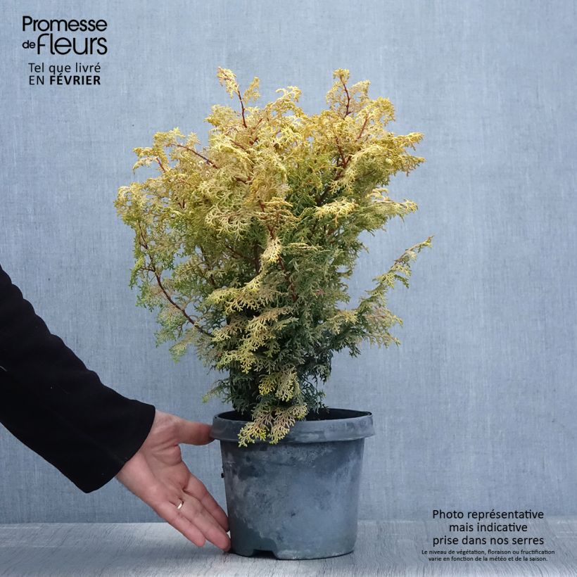 Chamaecyparis obtusa Lucas - Ciprés hinoki Maceta 2L/3L Ejemplar entregado en invierno