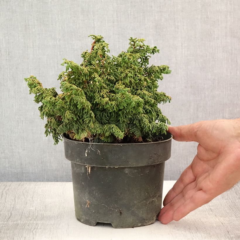 Ejemplar de Chamaecyparis obtusa Maureen - Ciprés hinoki Maceta 2L/3L entregado en verano
