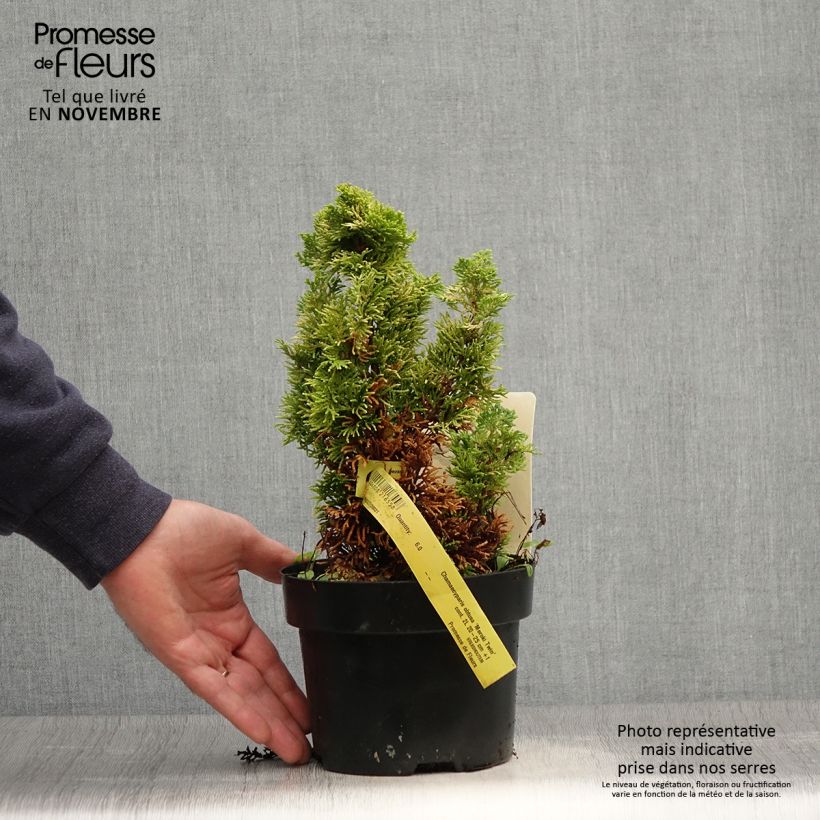 Ejemplar de Chamaecyparis obtusa Meroki Twin - Ciprés hinoki Maceta 2L/3L entregado en otoño