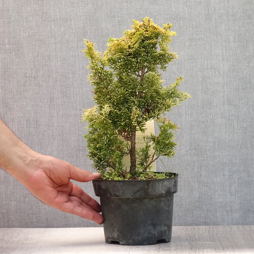 Ejemplar de Chamaecyparis obtusa Meroki Twin - Ciprés hinoki Maceta 2L/3L entregado en verano