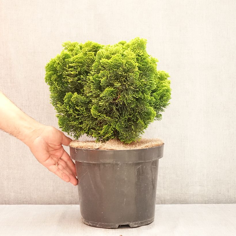 Ejemplar de Chamaecyparis obtusa Nana Aurea - Ciprés hinoki Maceta 7,5L/10L, Tallo entregado en verano