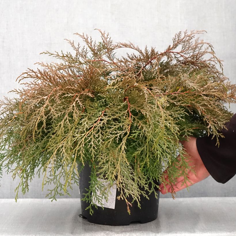 Ejemplar de Microbiota decussata - Ciprés siberiano Maceta 7,5L/10L entregado en otoño