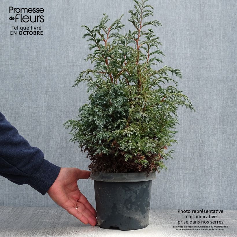 Ejemplar de Chamaecyparis pisifera Baby Blue - Falso ciprés sawara Maceta 3L/4L entregado en otoño