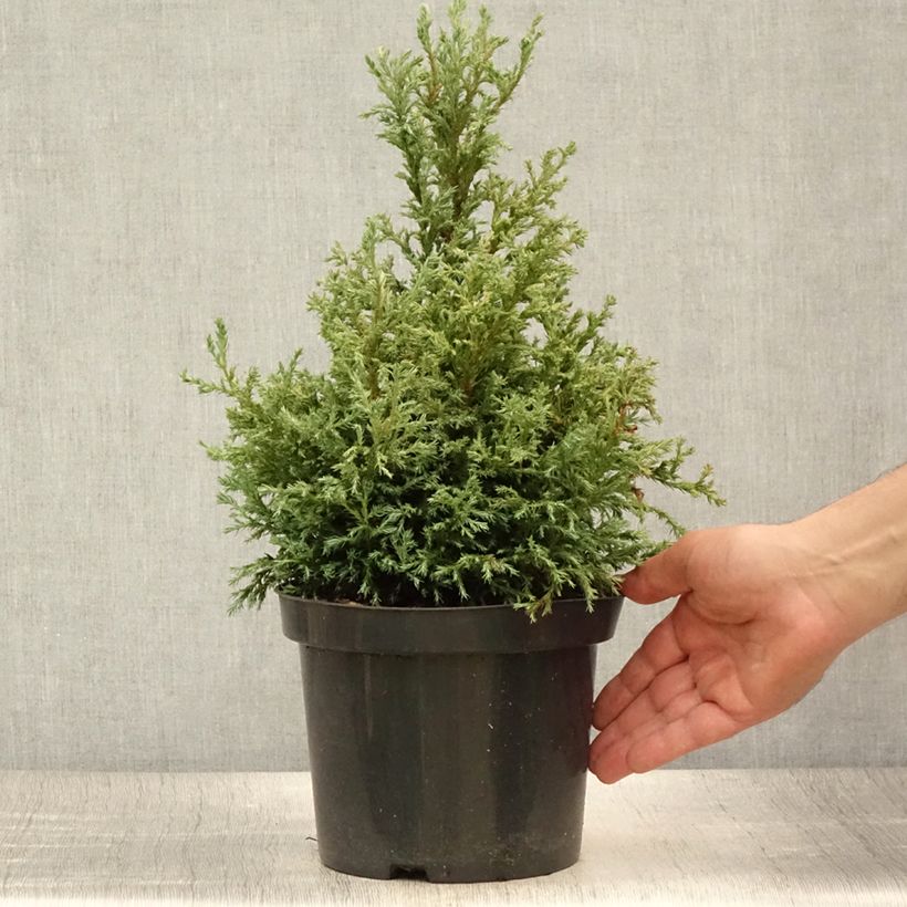 Ejemplar de Chamaecyparis pisifera Baby Blue - Falso ciprés sawara Maceta 3L/4L entregado en verano
