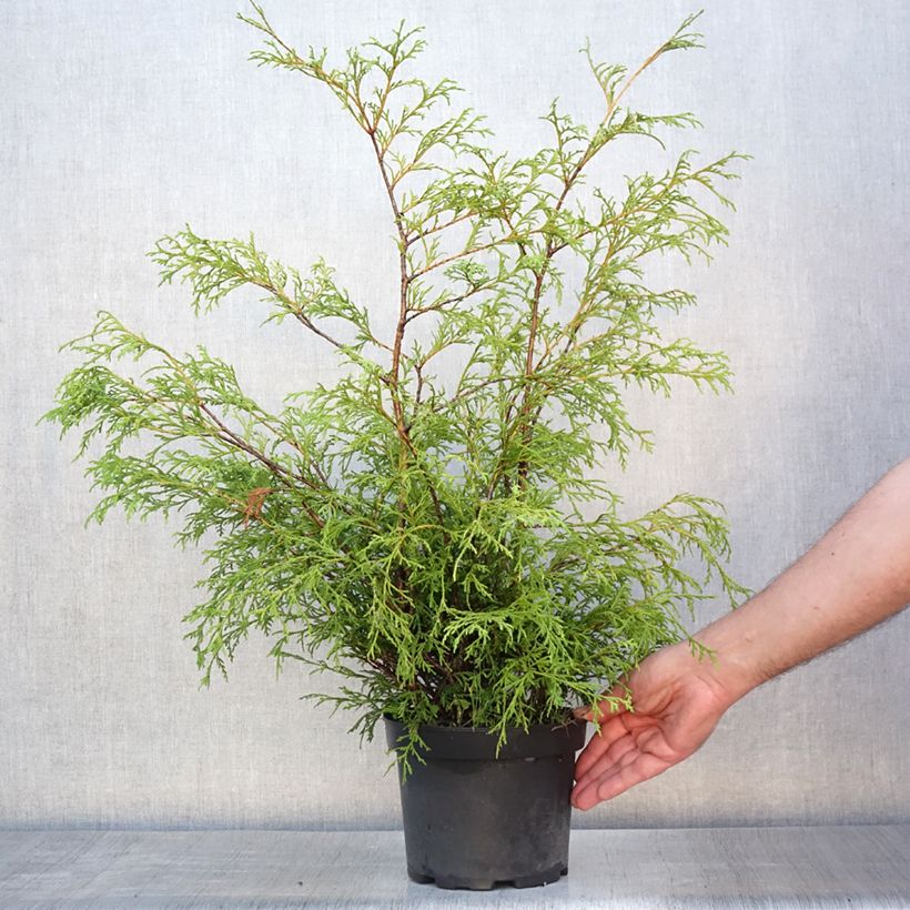 Ejemplar de Chamaecyparis pisifera Filifera - Falso ciprés sawara Maceta 2L/3L entregado en verano