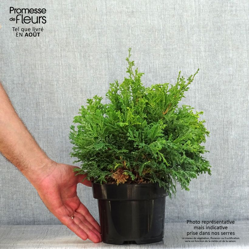 Ejemplar de Chamaecyparis pisifera Golden Pincushion - Falso ciprés sawara Maceta 2L/3L entregado en verano